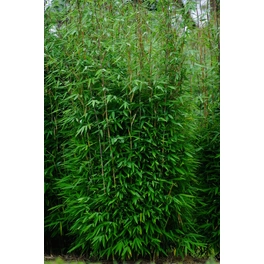 Grüner Mähnenbambus, Fargesia murielae »Green Lion®«, max. Wuchshöhe: 300 cm