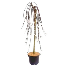 Haengeweide, Salix caprea »Pendula«, bis 90 cm