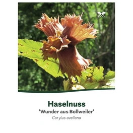 Haselnuss, Corylus avellana »Wunder aus Bollweider«, Blütenfarbe: gelb