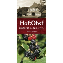 Himbeere, Rubus idaeus »Black Jewel«, Frucht: schwarz, zum Verzehr geeignet
