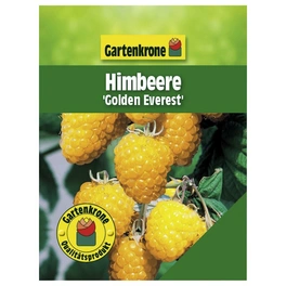 Himbeere, Rubus idaeus »Golden Everest« Blüten: weiß, Früchte: gelb, essbar