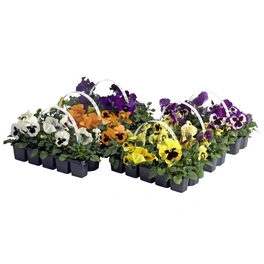 Hornveilchen, Viola cornuta, Blütenfarbe: mehrfarbig