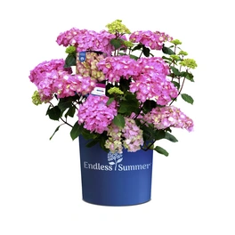 Hortensie Hydrangea macrophylla »Endless Summer® Bloom Star®«, Blüten: pink