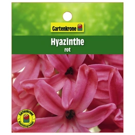 Hyazinthe, Hyacinthus orientalis, Blütenfarbe: rot