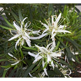 Indische Azalee, Rhododendron »Star Style weiß 3er Set«, weiß, Höhe: 15 - 20 cm