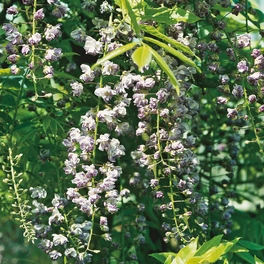 Japanischer Blauregen, Wisteria floribunda »Viola Plena«, Blüte: violett