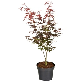 Japanischer Fächerahorn, Acer palmatum »Atropurpureum«, Blätter: rot