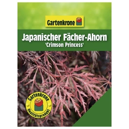 Japanischer Fächerahorn, Acer palmatum »Crimson Princess«, Blätter: rot