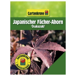 Japanischer Fächerahorn, Acer palmatum »Osakazuki«, Blätter: grün