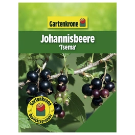 Johannisbeere, Ribes rubrum »Tsema« Blüten: weiß, Früchte: rot, essbar