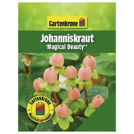 Johanniskraut, Hypericum inodorum »Magical Beauty«, Blätter: grün, Blüten: gelb