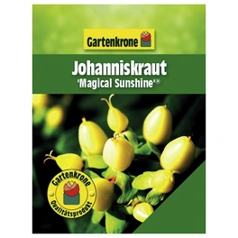 Johanniskraut, Hypericum inodorum »Magical Sunshine«, Blätter: grün, Blüten: gelb
