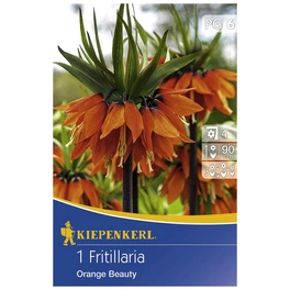 Kaiserkrone imperialis Fritillaria