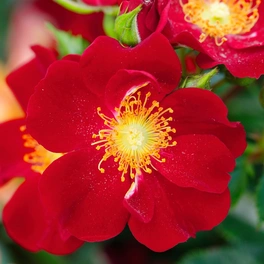 Kleinstrauchrose Rosa hybride »Bienenweide«