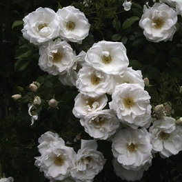 Kletterrose, Rosa »Hella«, Blütenfarbe: weiß