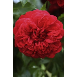 Kletterrose, Rosa hybrida »Cumberland«, Blütenfarbe: rot