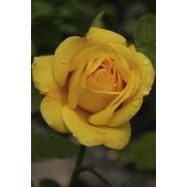 Kletterrose, Rosa hybrida »Golden Gate«, Blütenfarbe: goldgelb