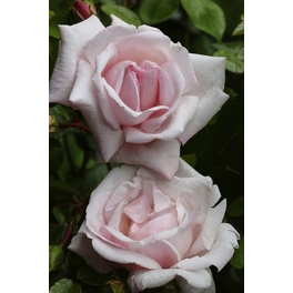 Kletterrose, Rosa hybrida »New Dawn ®«, Blütenfarbe: perlmuttrosa