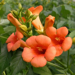 Klettertrompete, Campsis radicans »Indian Summer®«, Blüte: orange