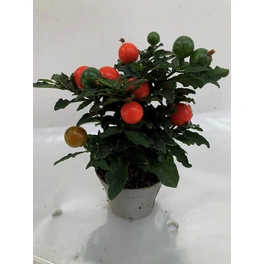 korallenstrauch »Solanum pseudocapsicum«, 10 cm