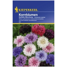 Kornblume, Centaurea cyanus, Samen, Blüte: mehrfarbig