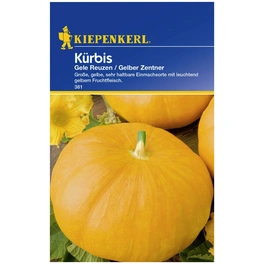 Kürbis Cucurbita maxima »Gele Reuzen / Gelber Zentner«