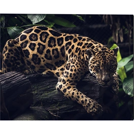 Kunstdruck »Jaguar«, mehrfarbig, Alu-Dibond