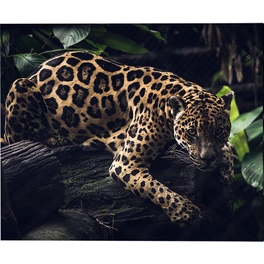 Kunstdruck »Jaguar«, mehrfarbig, Alu-Dibond