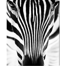 Kunstdruck »Zebra I«, mehrfarbig, Alu-Dibond