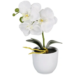 Kunstpflanze, Phalaenopsis Orchidee, weiß