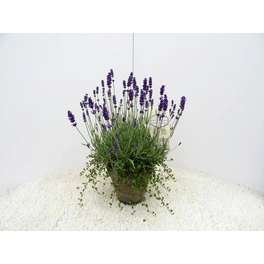 Lavendel »Lavandula angustifolia«, bunt