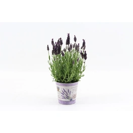 Lavendel, Lavandula stoechas »Annouk«, Blüte: violett, einfach