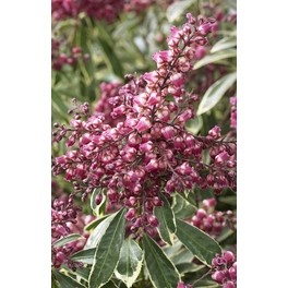 Lavendelheide, Pieris japonica »Polar Passion®«, Blüte: pink, Höhe: 20 - 25 cm
