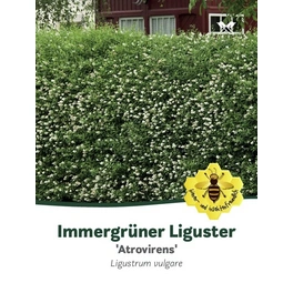 Liguster, Ligustrum vulgare »Atrovirens«, Blätter: dunkelgrün, Blüten: weiß