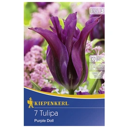 lilienblütige Tulpe x Hybrida Tulipa