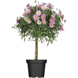 Margerite, Argyranthemum frutescens, Blütenfarbe: gemischt
