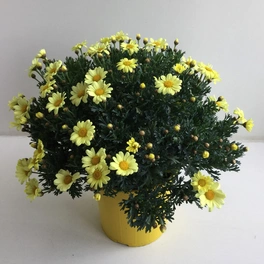 Margeriten, Chrysanthemum frutescens Chrysanthemum