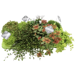 Mischung Beet & Balkon, Herbstpflanzen grünlaubig, max. Wuchshöhe: 30 cm, Blüte: mehrfarbig