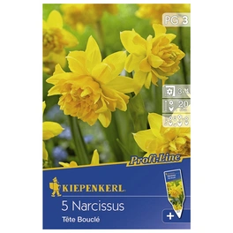 Narzisse x Hybrida Narcissus
