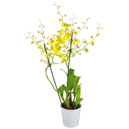 Oncidie, Oncidium hybrid, Blüte: gelb, im Topf