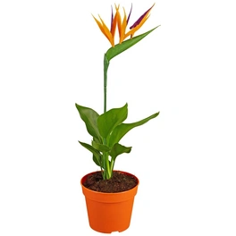 Paradiesvogelblume, Strelitzia reginae »Kunstblüte«, Blütenfarbe: orange