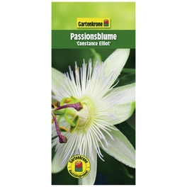 Passionsblume, Passiflora caerulea »Constance Elliiot«, Blüte: creme