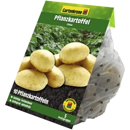 Pflanzkartoffel, Solanum tuberosum »Cilena«, 10 Stück