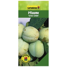 Pflaume, Prunus domestica »Grass Green«, Früchte: süß-säuerlich