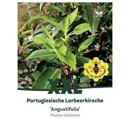 Portugesiche Lorbeerkische, Prunus lusitanica »Angustifolia«, Blätter: dunkelgrün, Blüten: weiß