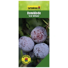 Reneklode, Mirabelle, Prunus domestica »Graf Althans«, Früchte: süß-säuerlich
