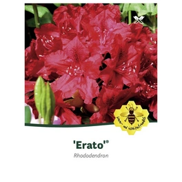 Rhododendron »Erato«, dunkelrot, Höhe: 30 - 40 cm