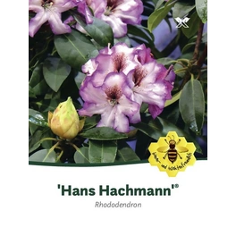 Rhododendron »Hans Hachmann«, weiß, Höhe: 30 - 40 cm