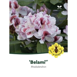 Rhododendron hybride »Belami«, weiß/rosa, Höhe: 30 - 40 cm