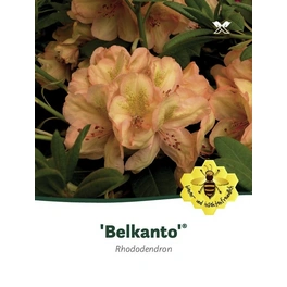 Rhododendron hybride »Belkanto«, goldgelb, Höhe: 30 - 40 cm